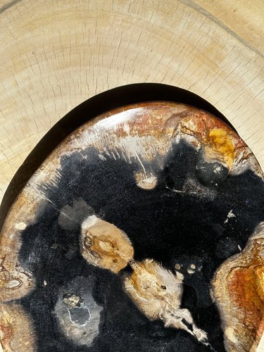 Large Vide-Poche or Dish in Petrified Wood