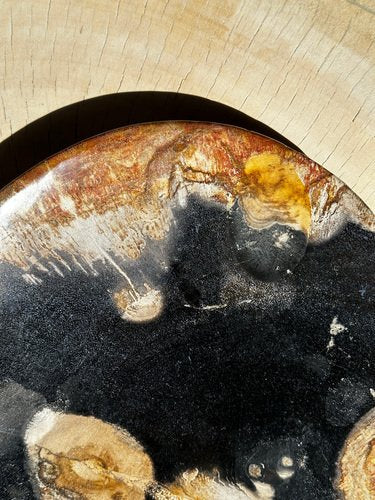 Large Vide-Poche or Dish in Petrified Wood