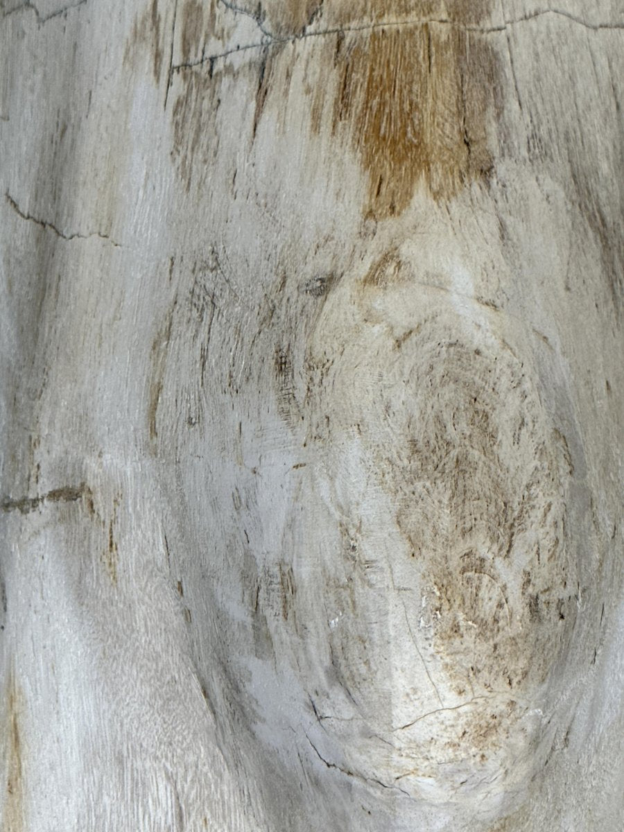 Large White Petrified Wood Accent Piece with Organic Knot