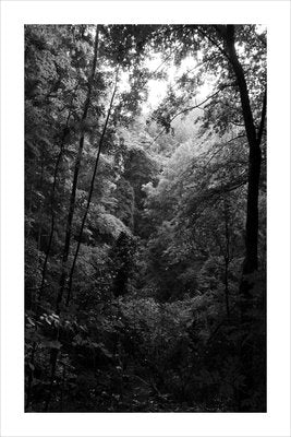 Late Afternoon Forest Light, Large Black and White Landscape Giclée Print, 2021-RWC-961725