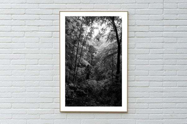 Late Afternoon Forest Light, Large Black and White Landscape Giclée Print, 2021-RWC-961725