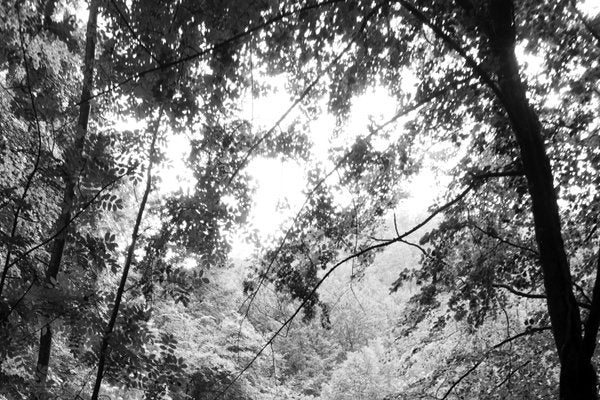 Late Afternoon Forest Light, Large Black and White Landscape Giclée Print, 2021-RWC-961725