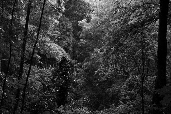 Late Afternoon Forest Light, Large Black and White Landscape Giclée Print, 2021-RWC-961725