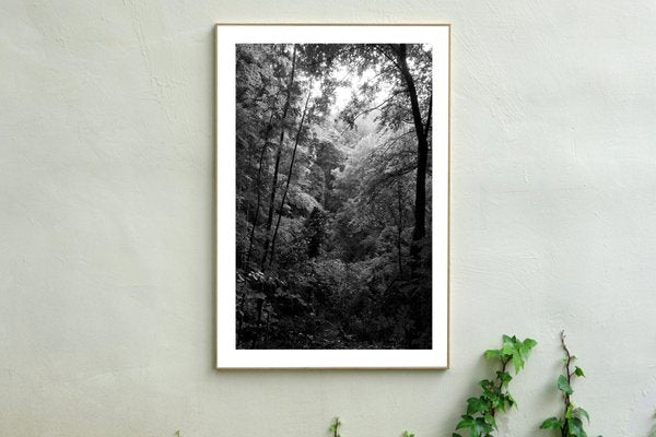 Late Afternoon Forest Light, Large Black and White Landscape Giclée Print, 2021-RWC-961725