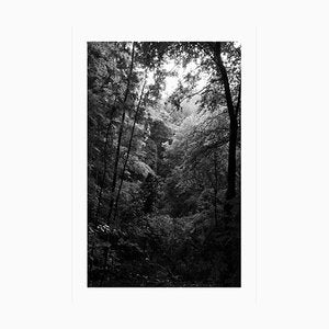 Late Afternoon Forest Light, Large Black and White Landscape Giclée Print, 2021-RWC-961725