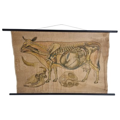 Linen Anatomical School Cow Poster, 1950s-IRH-1326749