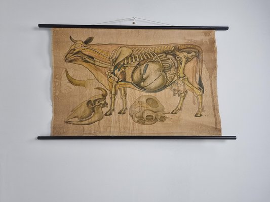 Linen Anatomical School Cow Poster, 1950s-IRH-1326749