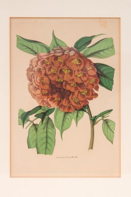 Louis-Aristid-Léon Constans, Botanical Graphics Ryc. 59, Volume 2 of Paxton's Flower Garden, 1850s, Framed-FSD-1098049