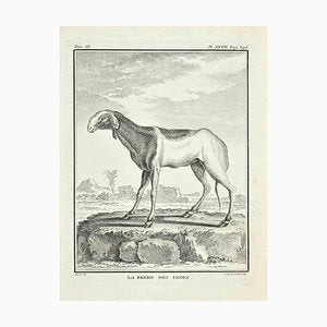 Louis Legrand, Le Brebis, Etching, 1771-ZCI-2029819