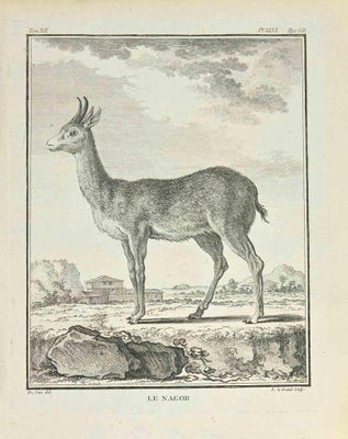 Louis Legrand, Le Nagor, Etching, 1771-ZCI-2029954