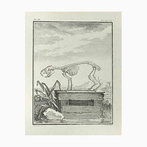 Louis Legrand, Skeleton, Etching, 1771-ZCI-2029914