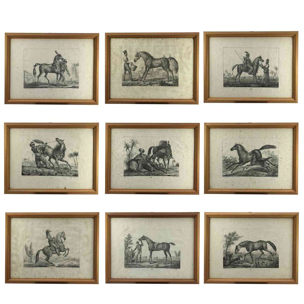 Luigi Giarré, Horse Breeds Known in Europe, Florence, 1822, Lithographs, Framed, Set of 9