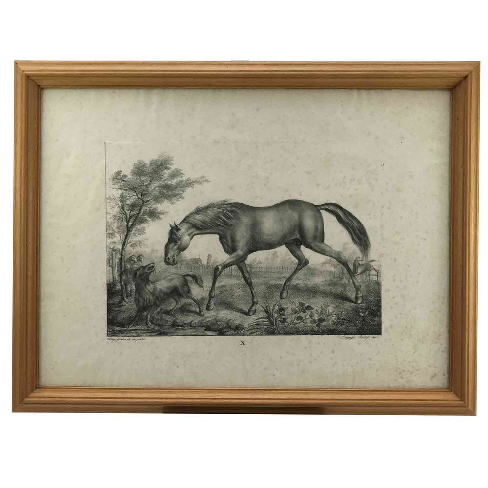 Luigi Giarré, Horse Breeds Known in Europe, Florence, 1822, Lithographs, Framed, Set of 9