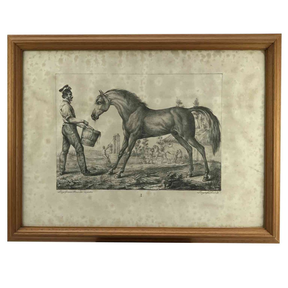 Luigi Giarré, Horse Breeds Known in Europe, Florence, 1822, Lithographs, Framed, Set of 9