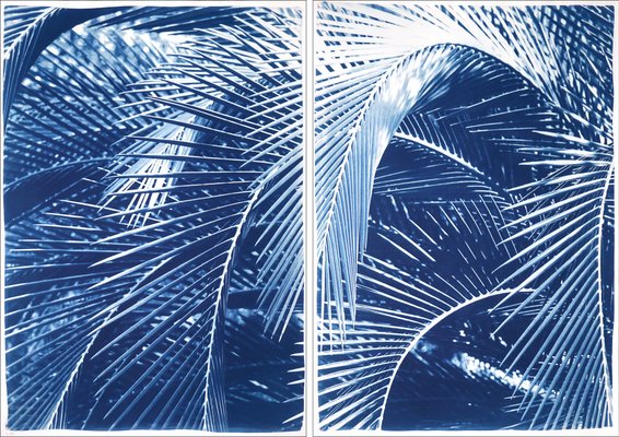 Lush Palm Bushes, 2020, Cyanotype-RWC-1284627