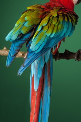 Macaw #2, 2013, Archival Pigment Print-OBQ-1099095