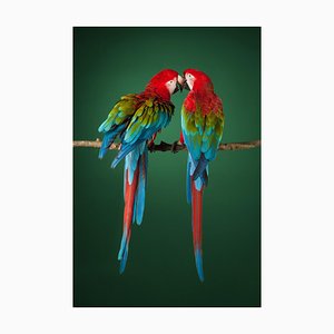 Macaw #2, 2013, Archival Pigment Print-OBQ-1099095