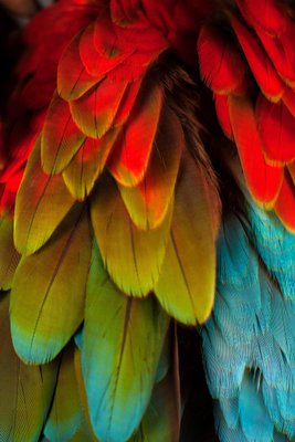 Macaw #5, 2013, Archival Pigment Print-OBQ-1091036