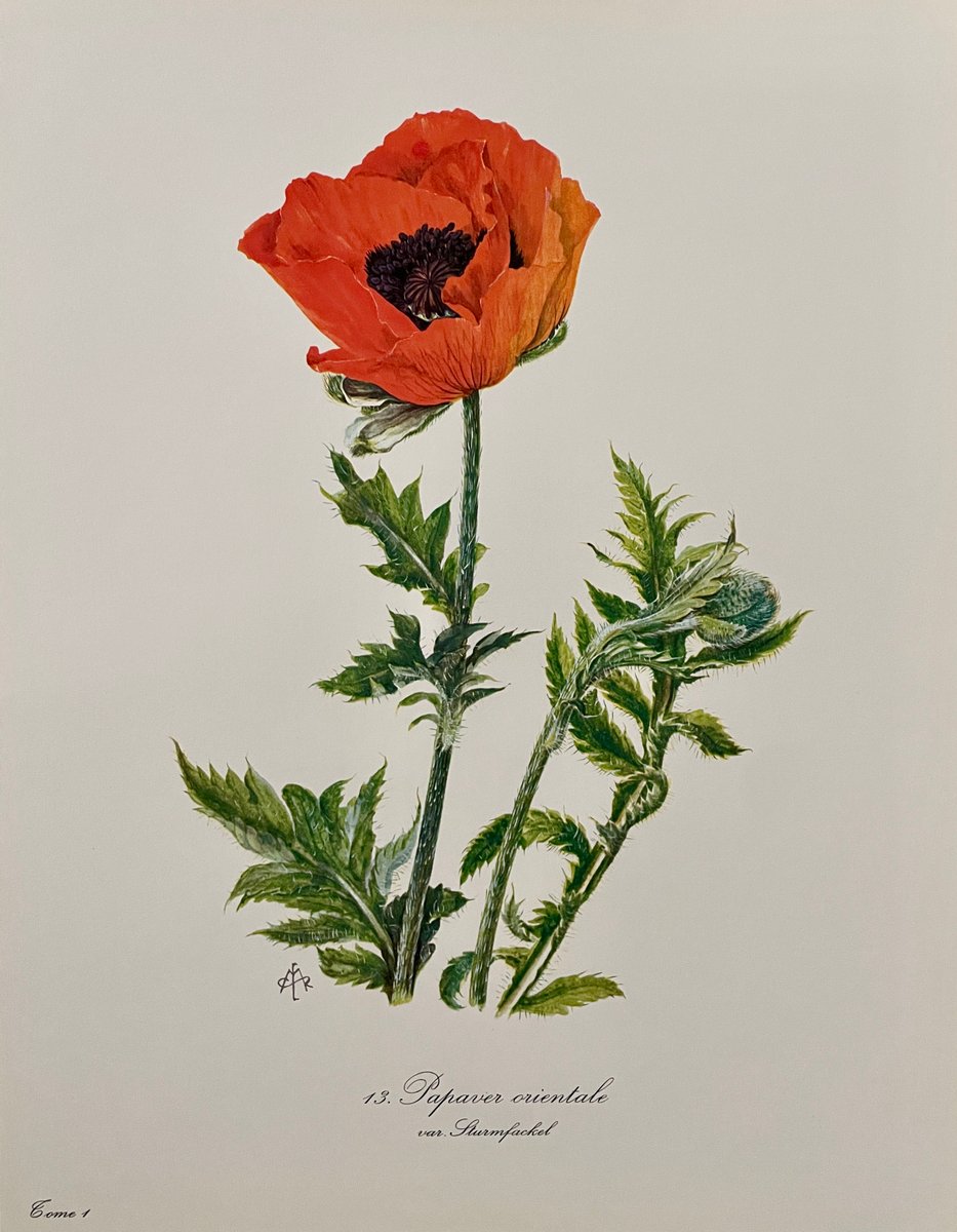 Madeleine Rollinat, Poppy (Papaver Orientale), 1960, Watercolor