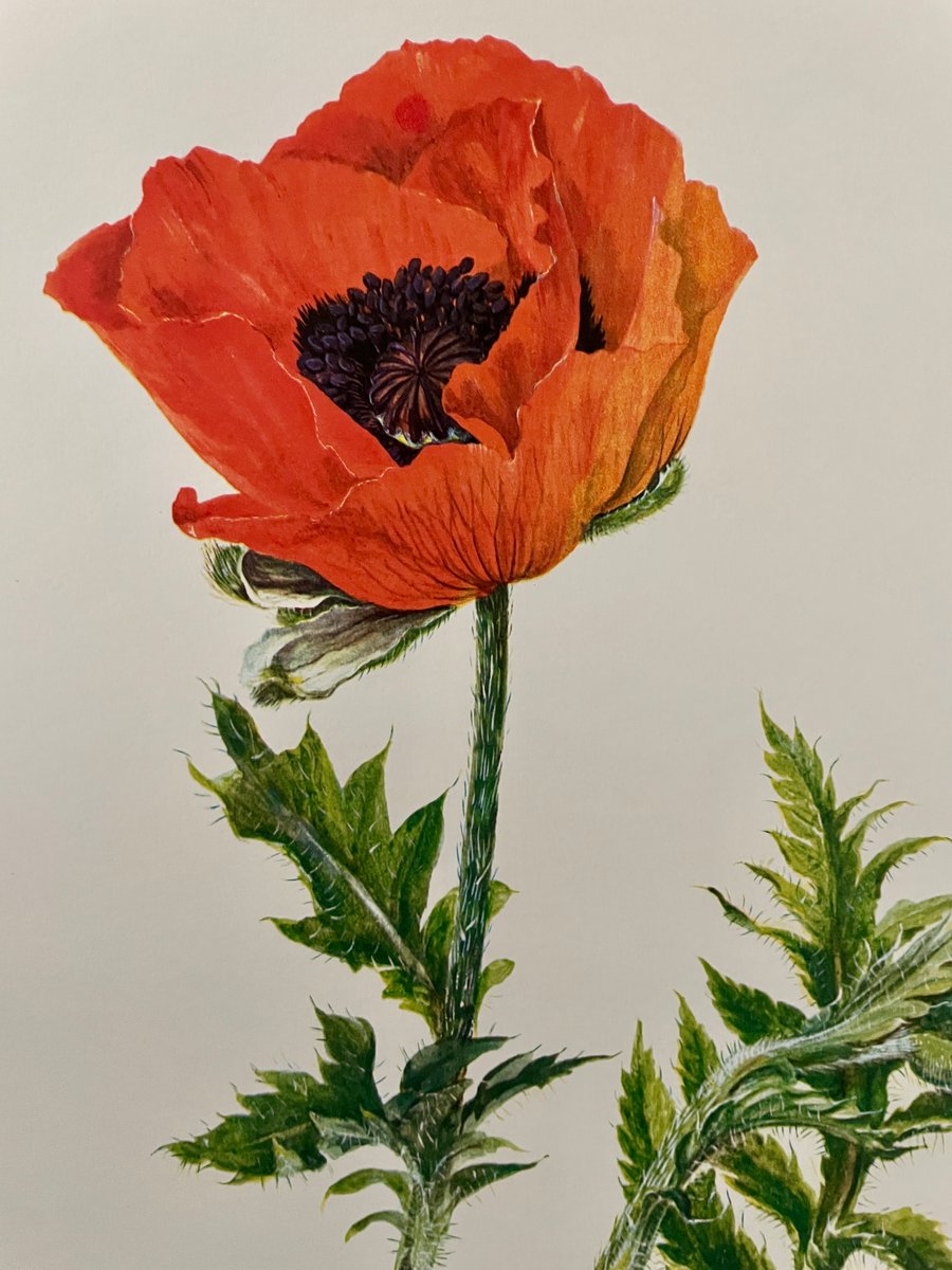 Madeleine Rollinat, Poppy (Papaver Orientale), 1960, Watercolor