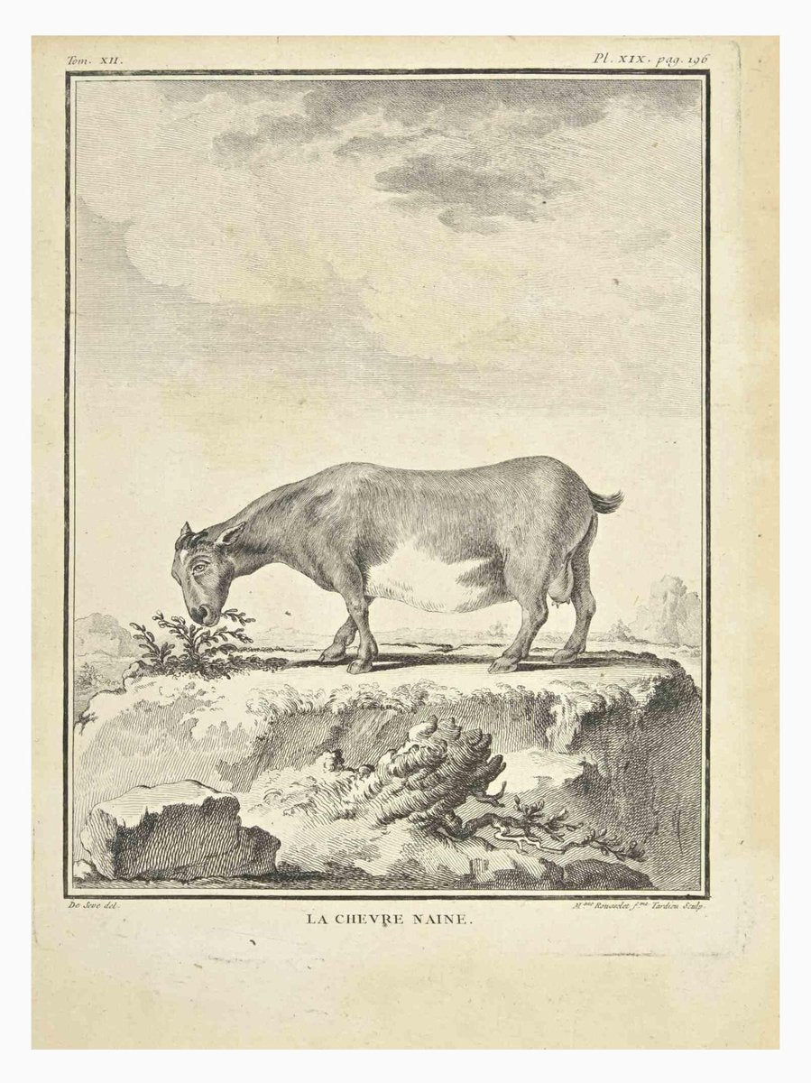 Madeline Rousselet, La Chevre Naine, Etching, 1771