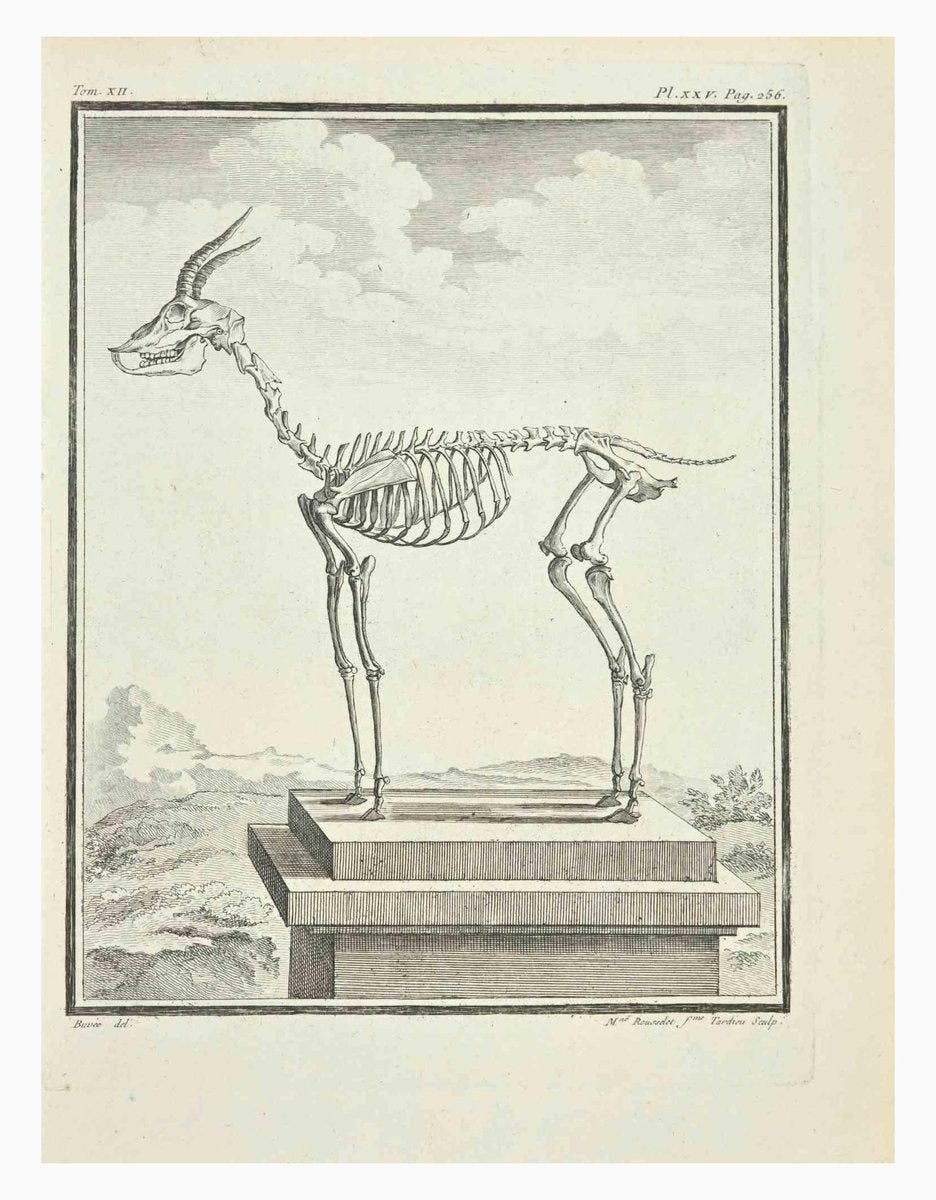 Madeline Rousselet, The Skeleton, Etching, 1771