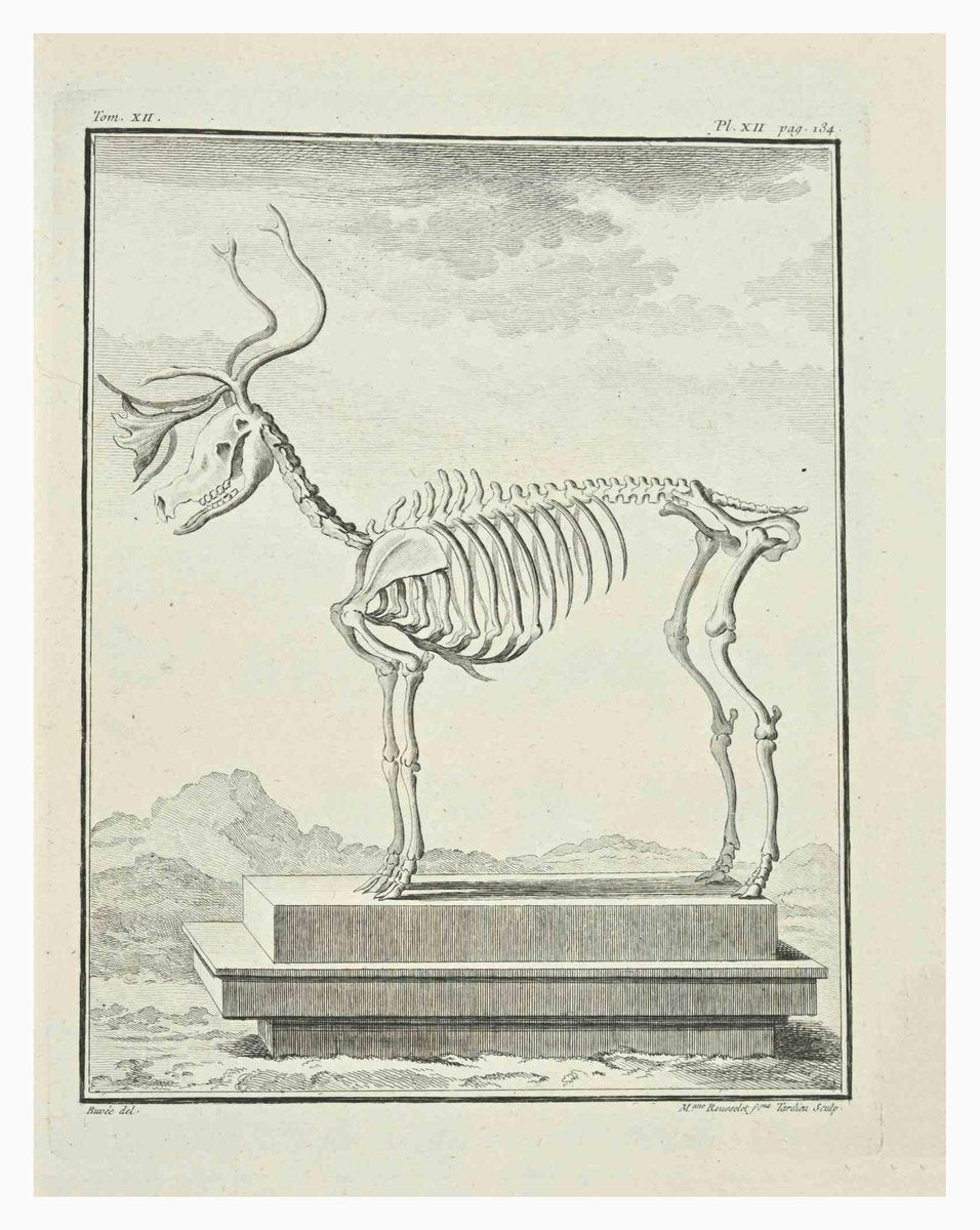 Madeline Rousselet, The Skeleton, Etching, 1771