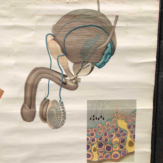 Male Anatomy Poster or Pull-Down Chart, 1950s