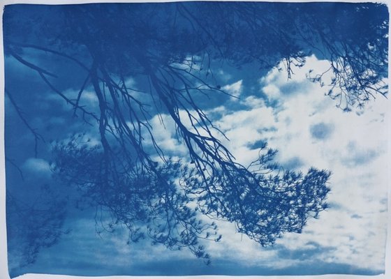 Malibu Pine Sea View, Cyanotype, 2019-RWC-789738