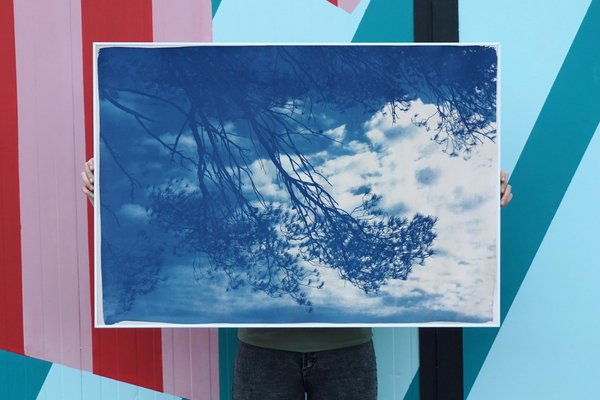 Malibu Pine Sea View, Cyanotype, 2019-RWC-789738