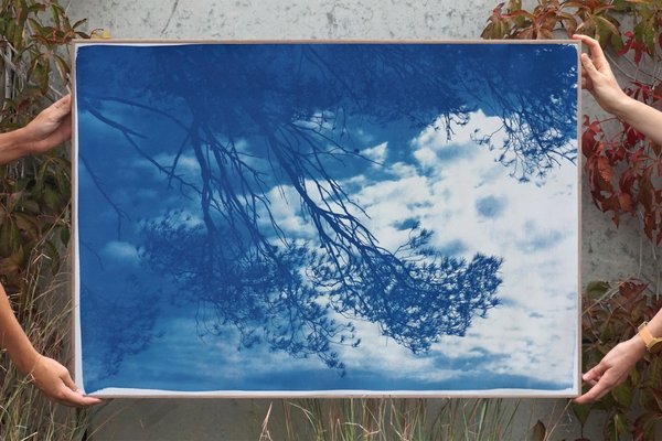 Malibu Pine Sea View, Cyanotype, 2019-RWC-789738