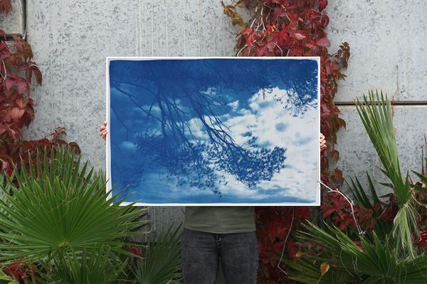 Malibu Pine Sea View, Cyanotype, 2019-RWC-789738