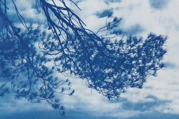 Malibu Pine Sea View, Cyanotype, 2019-RWC-789738