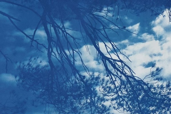 Malibu Pine Sea View, Cyanotype, 2019-RWC-789738