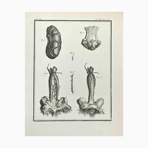 Marcel Gaillard, Anatomy of Animals, Etching, 1771-ZCI-2030085