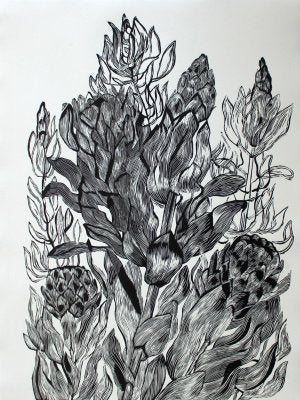 Marta Sh, Protea, 2018-XHG-930332