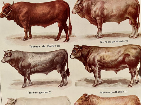 Maurice Dessertenne, Bulls, 1920, Lithographic Engraving