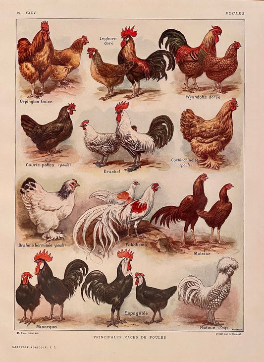 Maurice Dessertenne, Hens, 1920, Lithographic Engraving