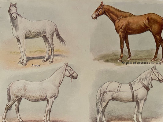 Maurice Dessertenne, Horses (Thoroughbred and Halfbred), 1920, Lithographic Engraving