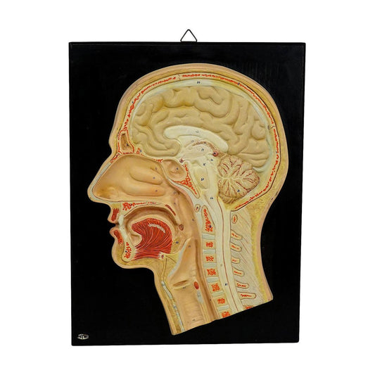 Median Incision of the Human Head Teaching Aid by Phywe