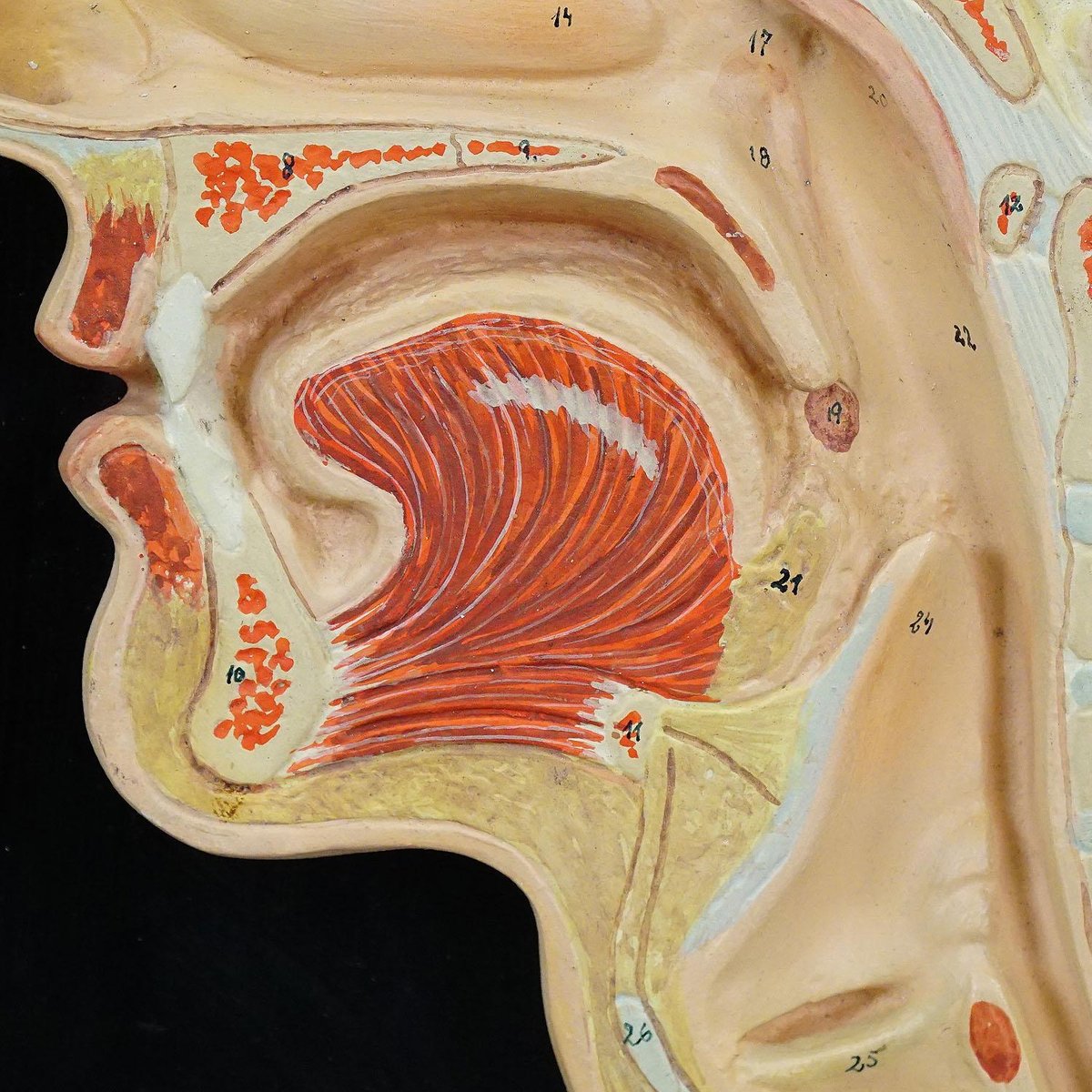 Median Incision of the Human Head Teaching Aid by Phywe