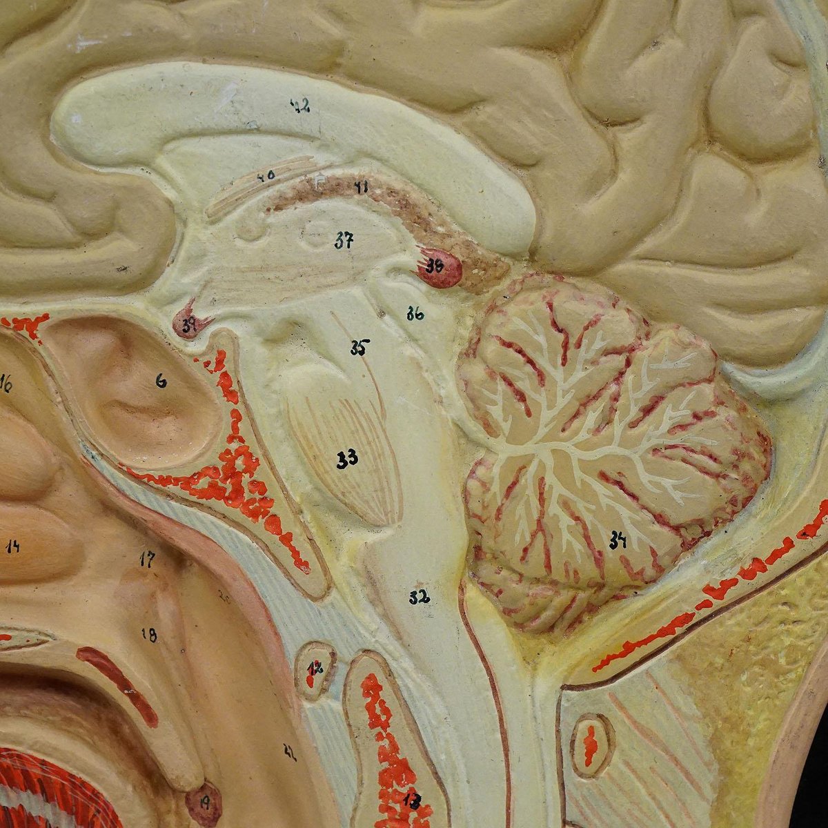 Median Incision of the Human Head Teaching Aid by Phywe