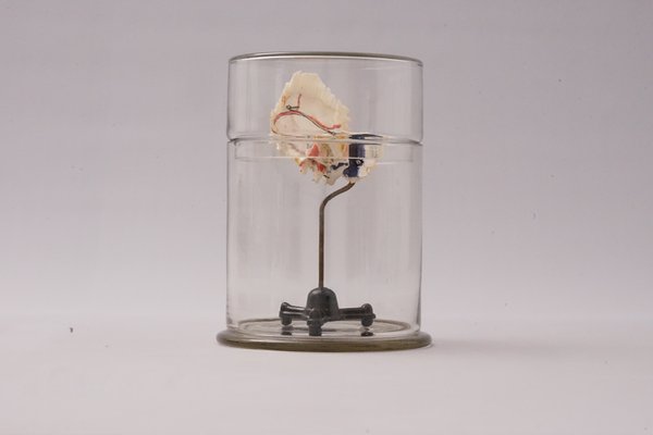 Medical Ear Recreation Object, 1900s-XNJ-1393197