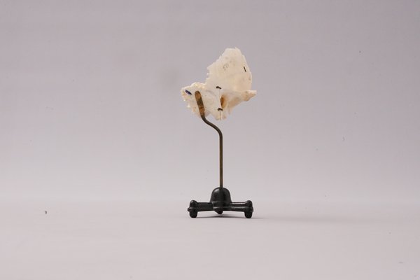 Medical Ear Recreation Object, 1900s-XNJ-1393197