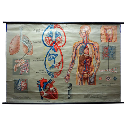 Medical Poster Rollable Wall Chart Respiration Blood Circulation