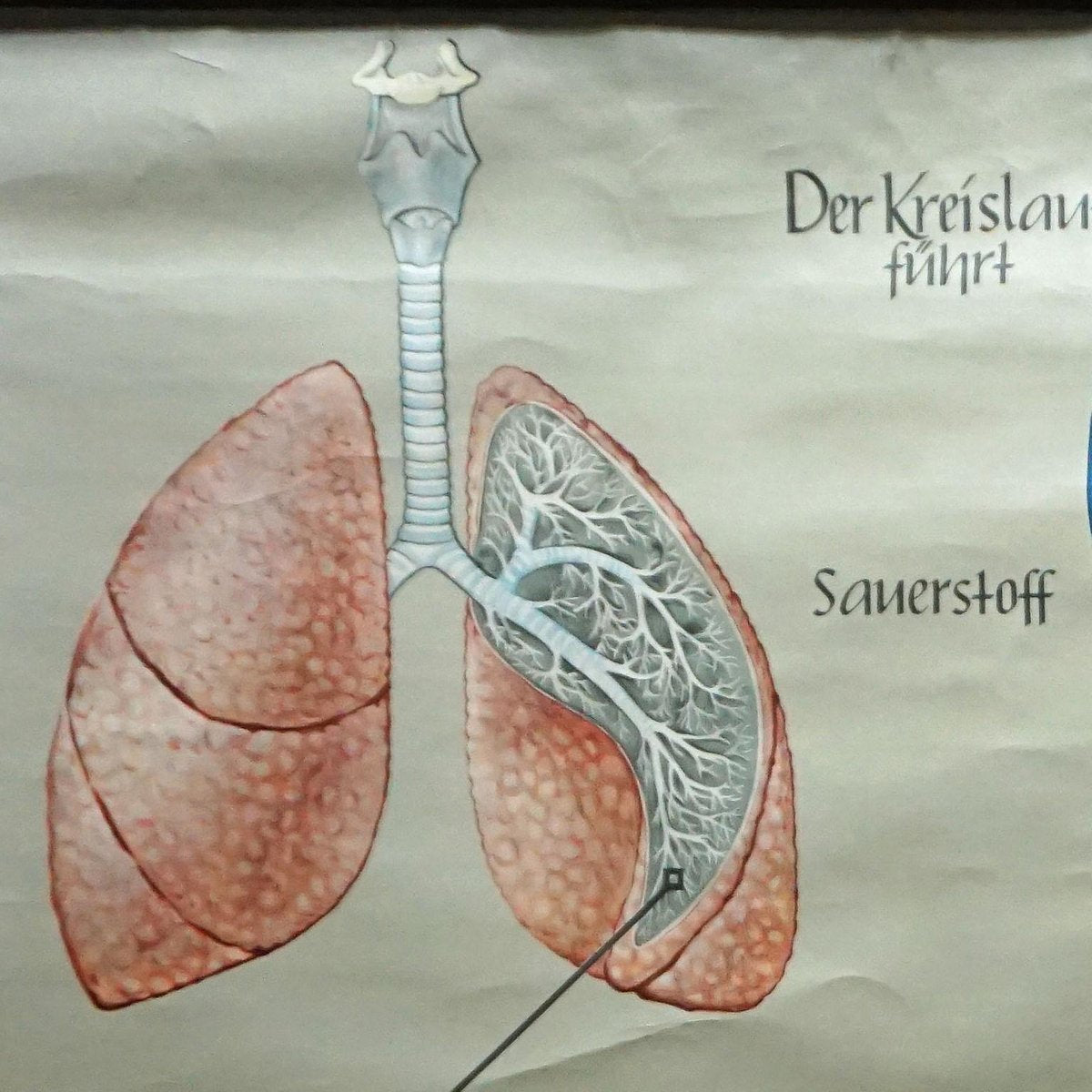 Medical Poster Rollable Wall Chart Respiration Blood Circulation