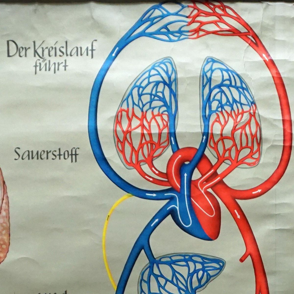 Medical Poster Rollable Wall Chart Respiration Blood Circulation