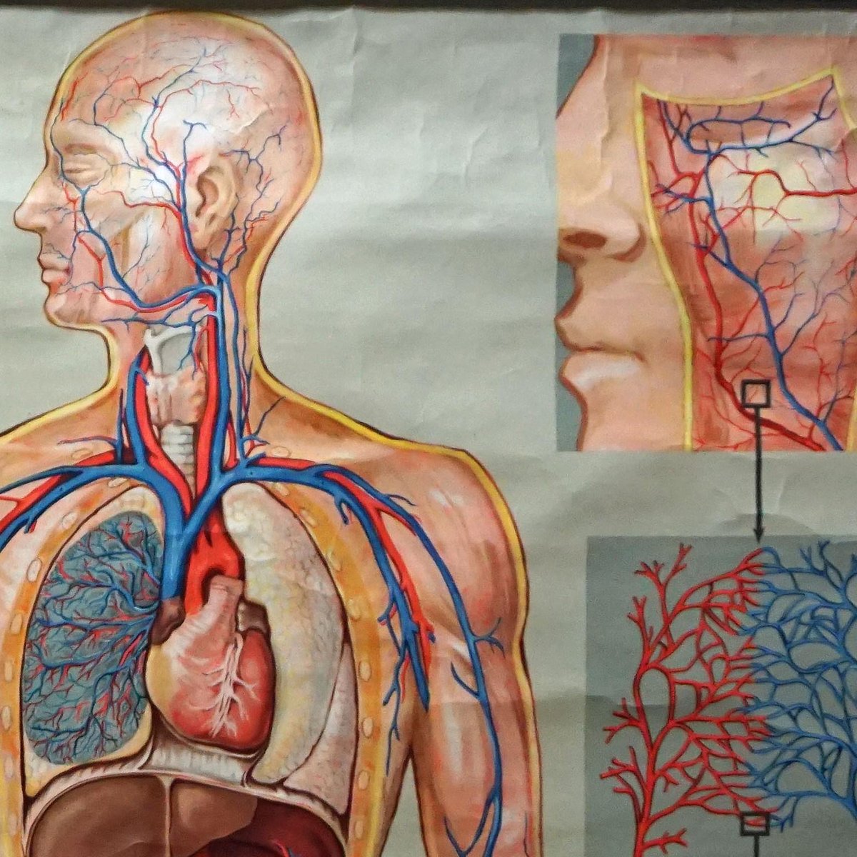 Medical Poster Rollable Wall Chart Respiration Blood Circulation