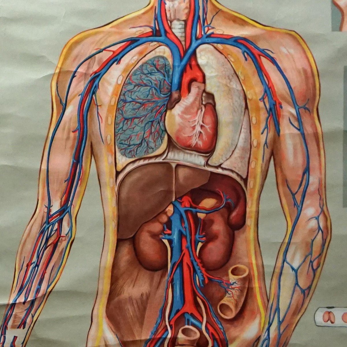 Medical Poster Rollable Wall Chart Respiration Blood Circulation