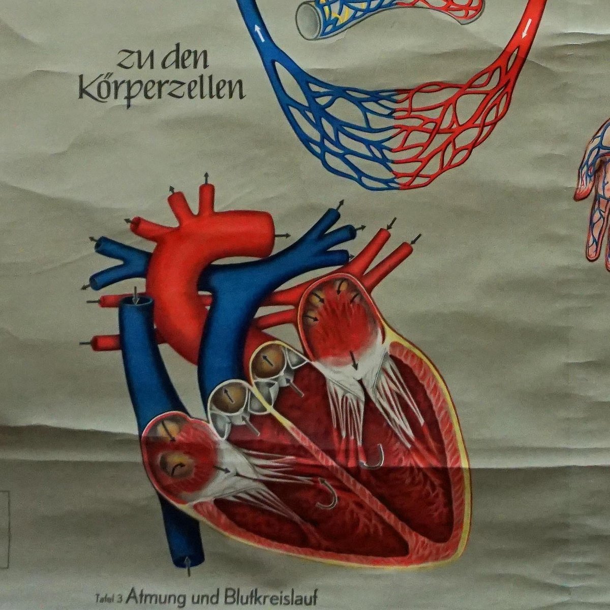 Medical Poster Rollable Wall Chart Respiration Blood Circulation